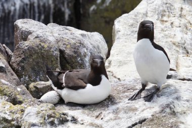 Doğal adanmışlığın dünyasına adım atın. Bu yumuşak fotoğrafta dişinin bir yumurtayı korurken görüldüğü bir Razorbill çifti var. Keskin detaylarla yakalanan bu samimi an,