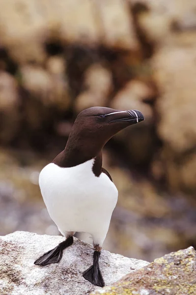 Experience the arresting beauty of one of the oceans elusive birds with this close-up photograph of a Razorbill, captured on the iconic Isle of May. The image offers an unparalleled look at the bird