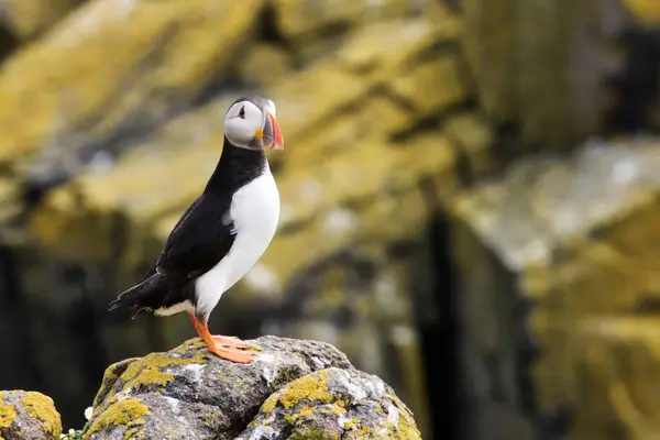 Experience a moment of direct connection with one of natures most charismatic birds in this captivating photograph. A puffin is seen perched on a rock, its eyes meeting the cameras lens in a gaze