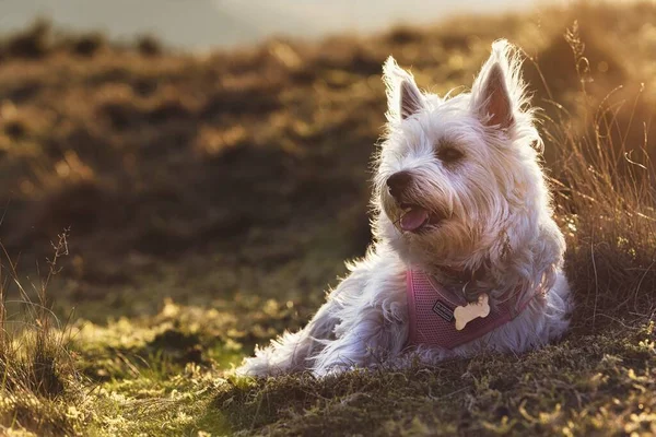 Illuminate your space with this heartwarming photograph featuring a West Highland Terrier, affectionately known as a Westie, basking in radiant sun rays. The image captures the dogs signature white