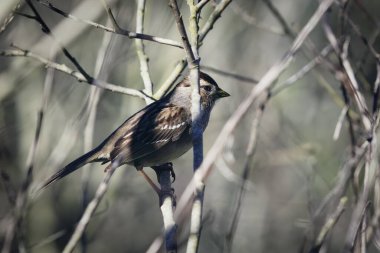 Bu detaylı fotoğrafta Altın Taç Giyen Serçe Zonotrichia atricapilla 'nın güzelliğini keşfedin. San Francisco 'daki kış ortamında yakalanan bu görüntü, kuşların ayırt edici özelliklerini vurguluyor.