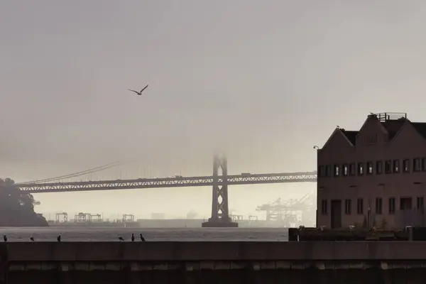 一张引人注目的照片展示了标志性的金门大桥 在一定程度上被一层飘飘欲仙的雾气遮掩 鸟儿优雅地在前景中飞翔 这个非凡的图像包含了 — 图库照片