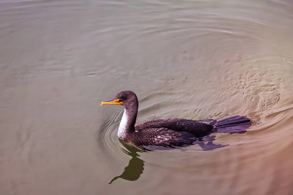 Capture Tranquility Natural Beauty Outdoors Stunning Photograph Phalacrocorax Also Known — Stock Photo, Image