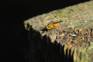 Doğanın hassas dansında, sarı gübre sineği, aynı zamanda altın gübre sineği olarak da bilinir, gözleri örümcekle kilitler. Kuzey Yarımküre 'deki en yaygın sineklerden biri olarak tanınan bu görüntü...