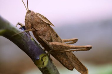 Karşınızda Tropidacris inişi Carbonell, Acridoidea 'nın geniş süper ailesi arasında göze çarpan bir tür, Caelifera ortopedisinin altında. Minas 'ın çeşitli manzaralarında keşfedildi.