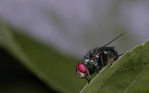 Dyk Den Livliga Världen Brasilianska Insekter Med Denna Bild Chrysomya — Stockfoto