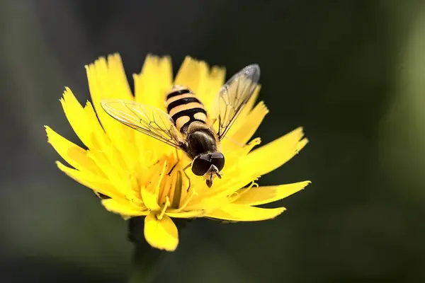 A critical ally for agriculture, this hover fly is captured in its element, settled on a radiant yellow crop flower. Ideal for agronomists and Bayer professionals, this image emphasizes the