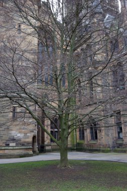 Bu fotoğraf, arka planda Glasgow Üniversitesi 'nin tarihi ve ikonik ana binasına tamamen zıt duran yapraksız bir ağacı tasvir ediyor. Ağacın çıplak dalları hassas bir dal oluşturur.