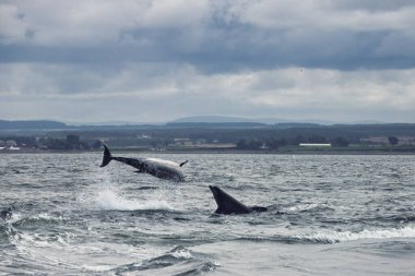 Bu büyüleyici görüntü Moray Firth 'ün dalgalı sularından atlayan bir yunusun dinamik enerjisini yakalar. Yukarıdaki dramatik gökyüzü, yunusların zarafetini vurgulayan karamsar bir zemin hazırlıyor.