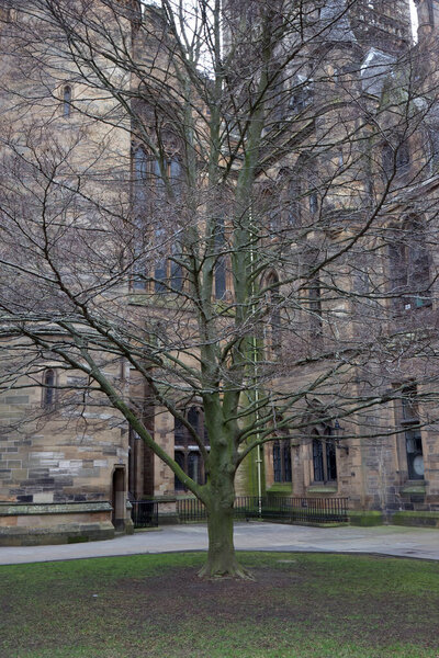 This photo depicts a leafless tree standing in stark contrast to the historic and iconic main building of Glasgow University in the background. The bare branches of the tree create a delicate