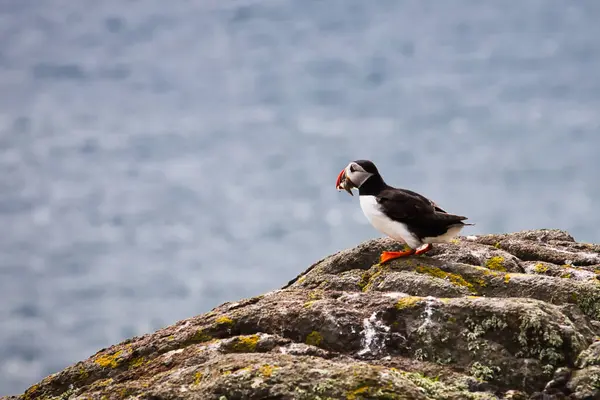 stock image A small, colorful bird is perched delicately on a rock near the vast ocean, enjoying the view and soaking in the suns warmth