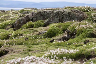 İskoçya 'nın Mayıs adasındaki bir kır çiçeği tarlasının arasına yerleşmiş bir Eider ördeğinin huzurlu bir görüntüsü. Yemyeşil çimenler ve narin beyaz çiçekler huzurlu bir ortam sağlar.