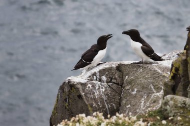 İskoçya 'nın Mayıs adasındaki kayalık bir uçurumun kenarına tünemiş iki Razorbill' in çarpıcı görüntüsü. Ayırt edici gagalarıyla bilinen siyah ve beyaz deniz kuşları arka planda etkileşime girerler.