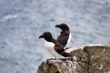 İskoçya 'nın Mayıs adasındaki Kuzey Denizi' ne bakan kayalık bir uçurumun kenarına tünemiş iki Razorbill 'in büyüleyici bir fotoğrafı. Sivri siyah-beyaz deniz kuşları keskin gagalarıyla tanınırlar.