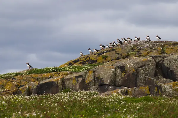 stock image A charming scene of a group of puffins perched on a rocky hillside on the Isle of May, Scotland. The birds, with their colorful beaks, stand out against the rugged terrain and cloudy sky, creating a