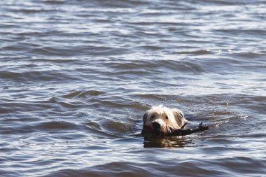 A heartwarming image of a dog swimming through water while fetching a stick, capturing a moment of playful activity. The dog head emerges from the water as it swims, showcasing its energy and love for clipart