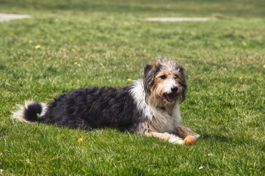 Parkta yeşil çimlerin üzerinde uzanan rahat ve tüylü bir köpek yanında bir topla dışarıda sakin bir anın tadını çıkarıyor. Köpek, muhtemelen Sakallı Collie ya da Polonya düzlüklerine özgü özellikleri olan melez bir köpek.