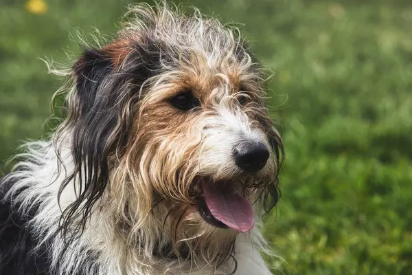 stock image A detailed close-up of a shaggy dog panting after playtime, with a soft focus on its scruffy fur and happy expression. The dogs mix of black, white, and brown fur highlights its charming and playful