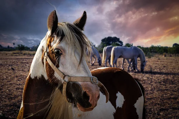 Paard Zonneportret Rode Manen Lichte Kleuren Witte Paarden Achtergrond — Stockfoto