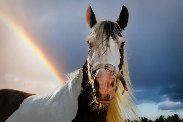 Paard Zonnig Portret Rode Manen Lichte Kleur Regenboog Achtergrond — Stockfoto