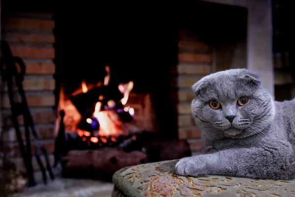 一只失聪的猫在壁炉边一只花纹的山猫上 — 图库照片