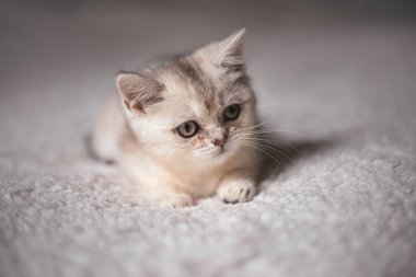 Close funny little gray kitten british shorthair breed on white blanket.