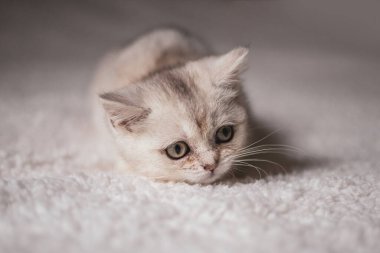 Close funny little gray kitten british shorthair breed on white blanket.