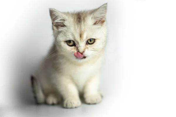 白色背景上的白色毛绒绒小猫咪 — 图库照片