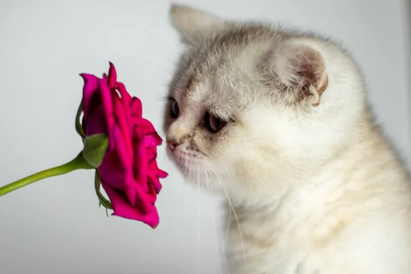 小猫嗅着白色背景上的玫瑰 — 图库照片