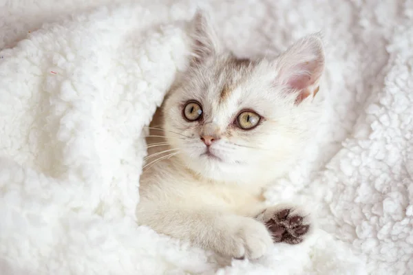 Cute white fluffy kitten sleep on white soft blanket. Cats rest napping on bed. Comfortable pets sleep at cozy home.