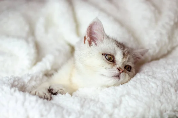 可爱的白色绒毛小猫睡在白色柔软的毛毯上 猫在床上打盹休息 舒适的宠物睡在舒适的家 — 图库照片