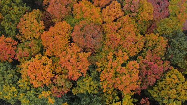 Outono Floresta Aérea Drone Vista — Fotografia de Stock