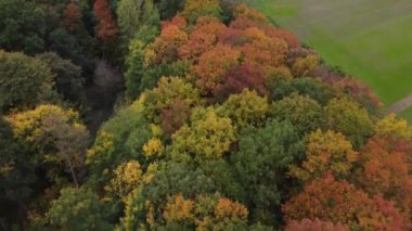 Sonbahar ormanı insansız hava aracı görüntüsü.