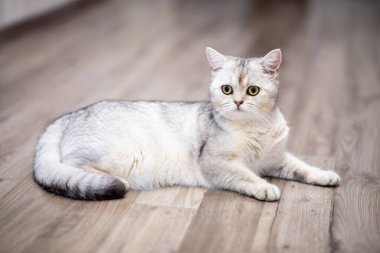 İngiliz gümüşi tekir kedisi evde.