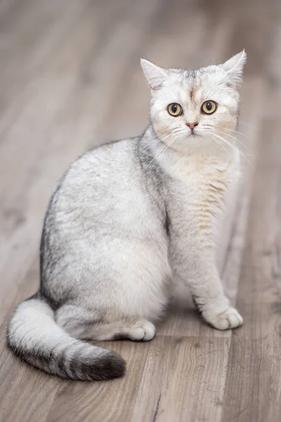 집에서 영국의 고양이 — 스톡 사진