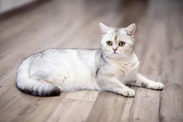 Brittiska Silver Tabby Katt Hemma — Stockfoto