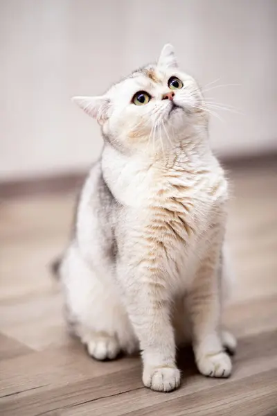 British Silver Tabby Cat Home — Stock Photo, Image