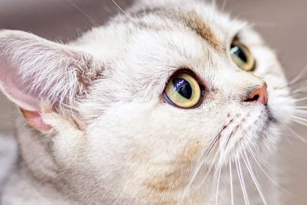 Portré Egy Aranyos Fiatal Macska Ból Brit Tenyészt — Stock Fotó