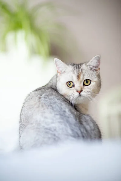 Britský Stříbrný Tabby Kočka Doma — Stock fotografie