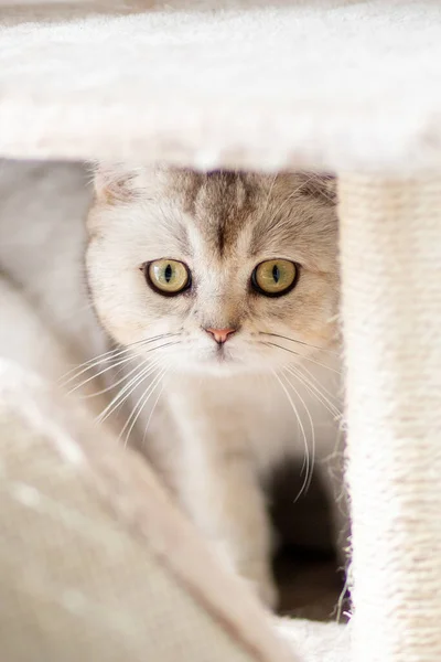 イギリスの品種のかわいい若い猫の肖像画 — ストック写真