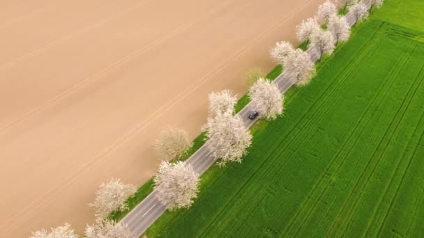 田野与盛开的树木之间的路 无人机视频 — 图库视频影像