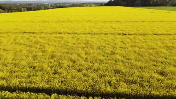 Luftaufnahme Des Gelben Rapsfeldes — Stockvideo