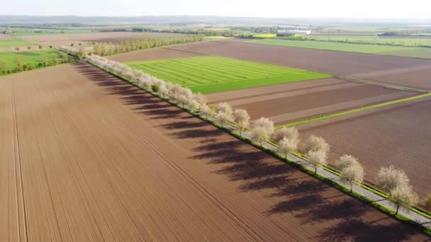 Letecký Pohled Oraná Zelená Pole Kvetoucími Stromy — Stock video