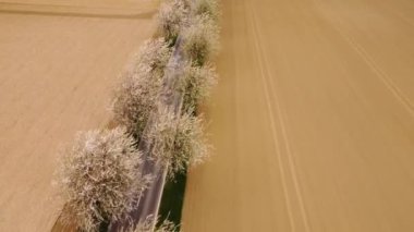 Yeşil ve tarlaların havadan görünüşü, yol boyunca açan ağaçlar..