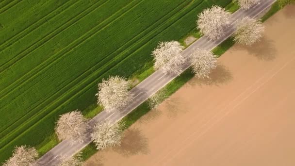 緑と耕された畑の空中ビュー 道に沿って咲く木 — ストック動画