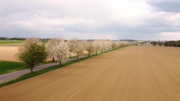 Letecký Pohled Zelená Oraná Pole Kvetoucí Stromy Podél Silnice — Stock video