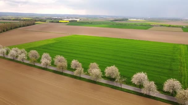 緑と耕された畑の空中ビュー 道に沿って咲く木 — ストック動画