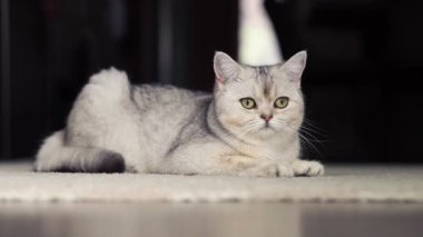 Gri İngiliz kedisi evdeki halıya uzanıyor..