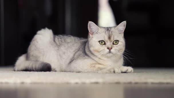 Šedá Britská Kočka Leží Doma Koberci — Stock video