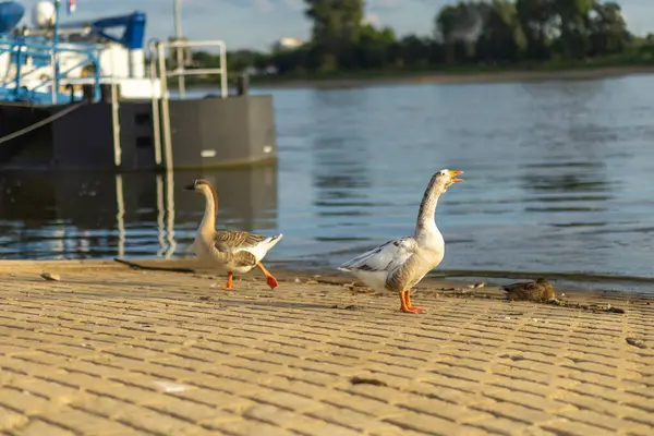 stock image Two geese stroll along the riverbank, with a dock and calm water in the background under a clear sky.